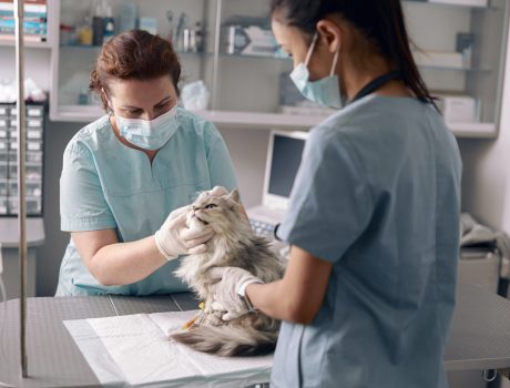 Woman veterinarian in medical mask examines ear of cute grey cat with young Asian assistant at table in modern hospital office